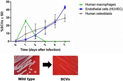 Persistence of Staphylococcus aureus: Multiple Metabolic Pathways Impact the Expression of Virulence Factors in Small-Colony Variants (SCVs)